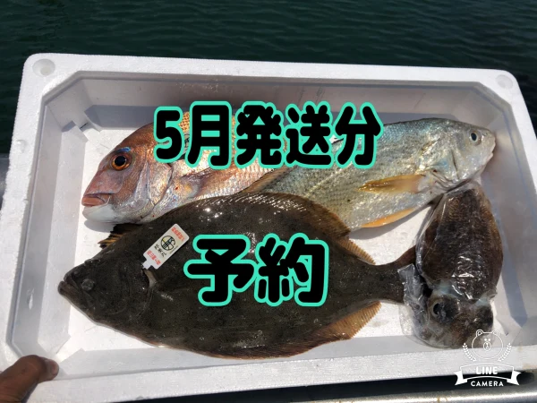 【予約】5月GW後発送予定。瀬戸内海岡山県産鮮魚ボックス2〜4種