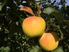 【お得】旬のりんご、甘柿詰合せ 約3kg