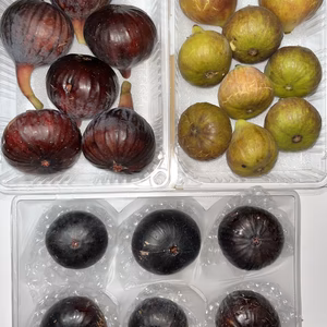 本日の朝市❗️ブリジャソットグリース&ビオレソリエス