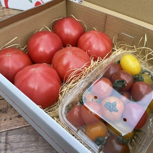 赤熟もぎり！水耕栽培の王様トマト＆ミニトマトのセット