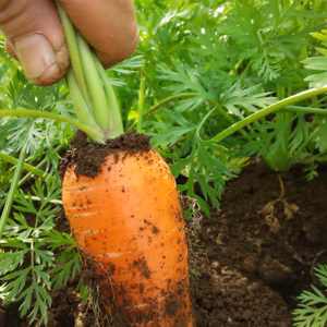 豊年満作 人参【洗い】農薬化学肥料不使用 旬の１品オマケ付