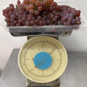 【糖度21度前後・訳あり・お買い得】露地ぶどうデラウェアばらっとパック500g