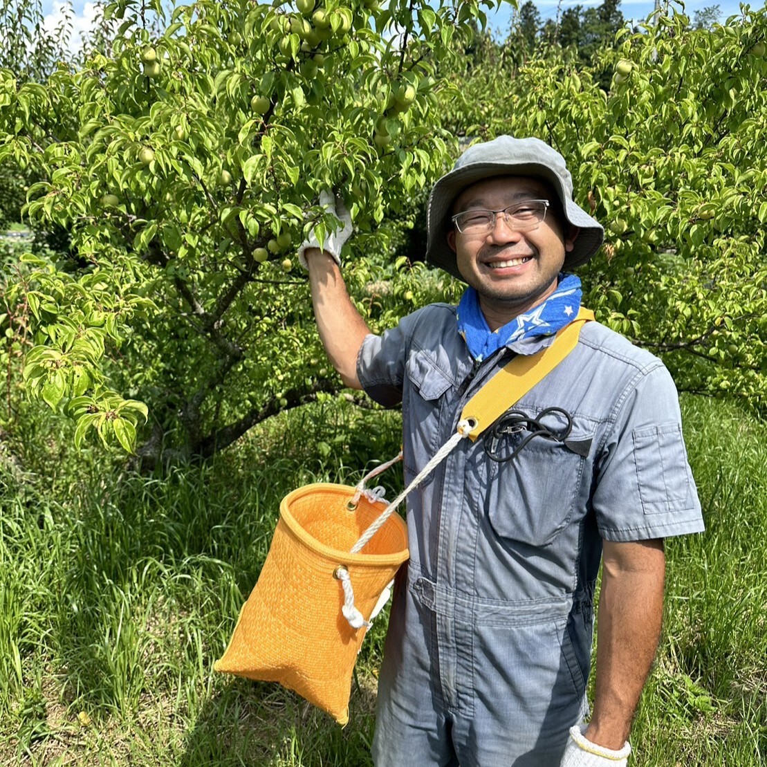 信州産・不揃い中梅2㎏（梅干し用）【栽培期間中農薬不使用