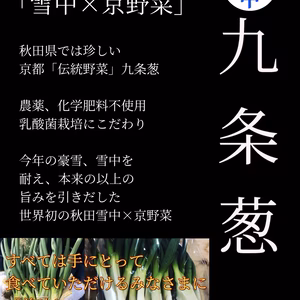 雪中九条ネギ　九条葱　雪国×京野菜　雪下野菜　秋田県産　ネギ