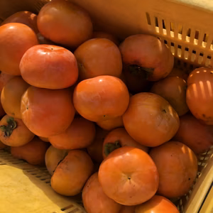 農家直送⭐️　岐阜県産富有柿　5キロ