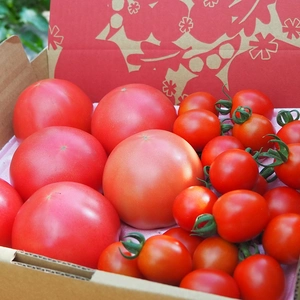 1週間分のトマトセット❗️秋の大玉トマト6玉とミニトマトのセット