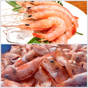 【下処理済】小さな夢カサゴと絶大的人気のトロえび大