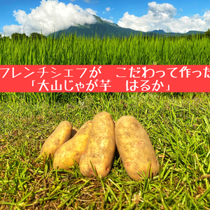 大山じゃがいも【はるか】　カレーや肉じゃがなど煮物におすすめ！！