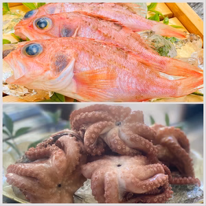 夢見る夢カサゴとモチモチ食感がたまらないトロダコ