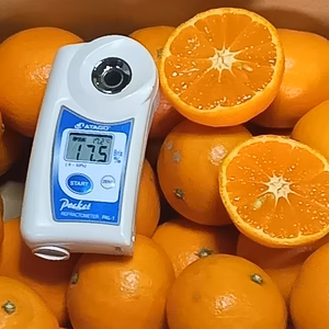 濃厚果汁！南津海（なつみ）ご家庭用小玉・5Kg