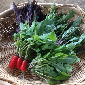 【お試し】旬をお届け！春の無農薬野菜・5種類お楽しみセット（1～2人用）