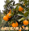 訳ありB 木なり紅八朔&八朔 和歌山県産 無農薬 