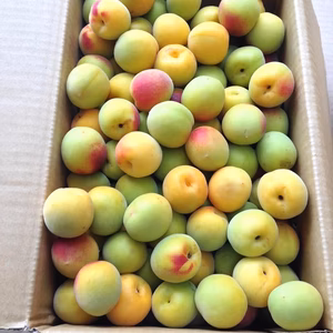 【2026年･完熟梅①】みなべ町から南高梅（生梅） 