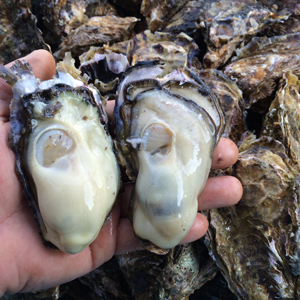 広島牡蠣老舗の味! 殻付き牡蠣[生食用]