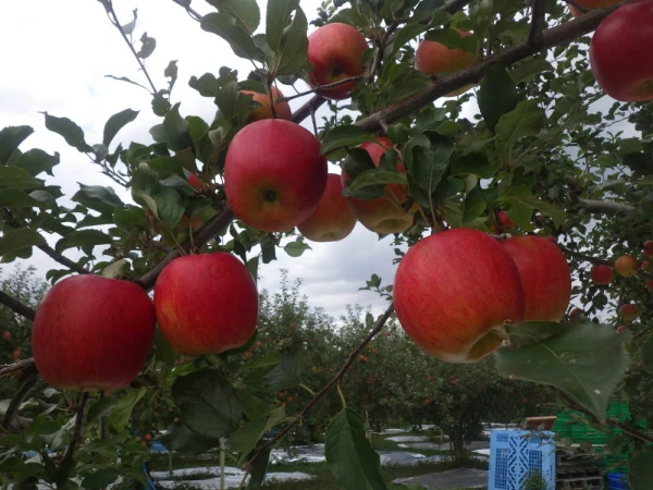 葉とらずりんご「シナノスイート」家庭用、特別栽培