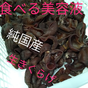 【食べる美容液】きくらげ・西軽井沢産・約1kg　農薬不使用　冷凍可能