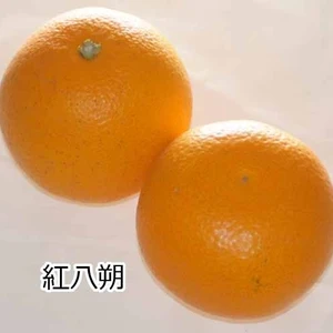 【旬の柑橘】3種柑橘食べ比べセット3Ｋｇ和歌山産