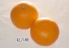 【美味しさバンザーイ】柑橘3種食べ比べセット（糖度１２～１５度）4Ｋｇ
