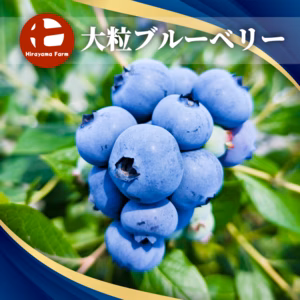 食べたらわかる！甘くて大きなブルーベリー！4パック