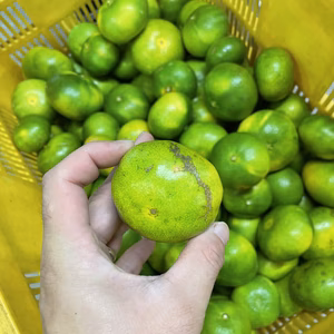 あま〜いだけが、みかんじゃない‼︎宮本早生「風」