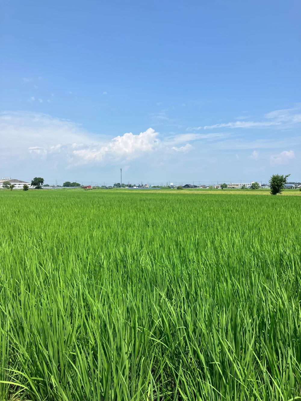令和5年産【玄米】もっちり甘いコシヒカリ『タモじぃー米』【定期販売】