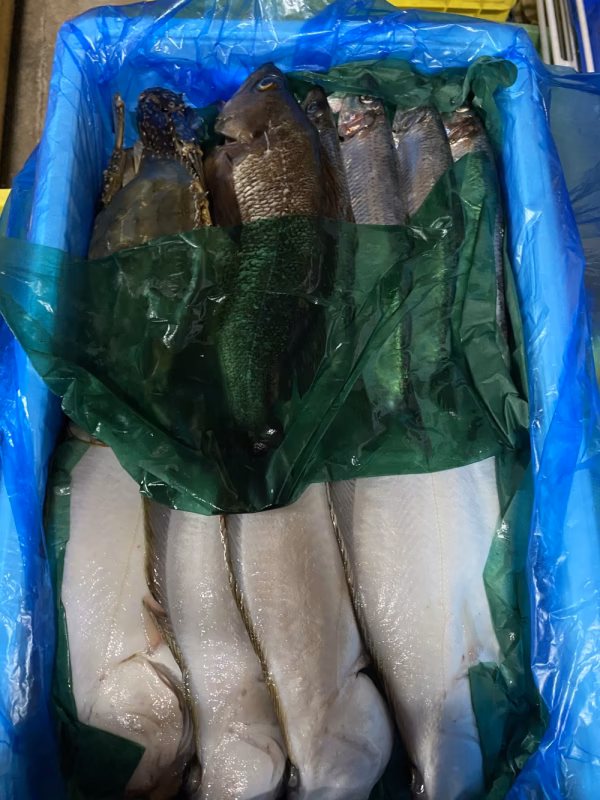 本日水揚げ❗️13日発送❗️イチマン❗しょうごの必殺〆セット