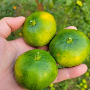 甘いだけのみかんじゃ物足りない！極早生ミカン(2kg)、もちろん農薬不使用！