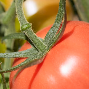 ちょっとだけ訳あり!超お買い得‼︎完熟とちとま24〜32玉