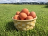 定期便/クール便(毎月15日から月末の発送)：『枯草菌』育ちの卵