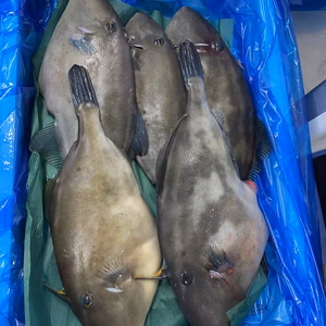 チャンス‼️チャンス‼️ ウマズラハギ　5尾 刺身❗️
