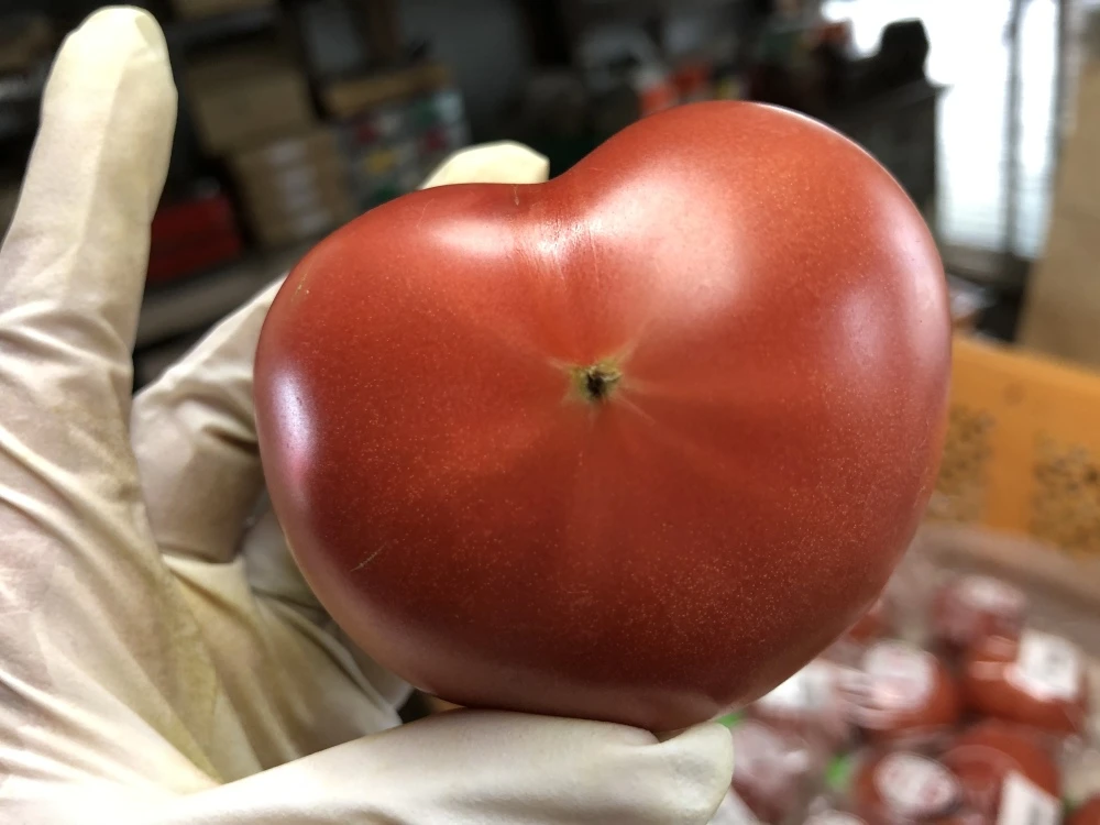 毎日食べたくなっちゃう濃厚トマト(約2kg〜)