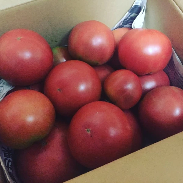 減農薬 桃太郎 トマト 約３kg １２個〜