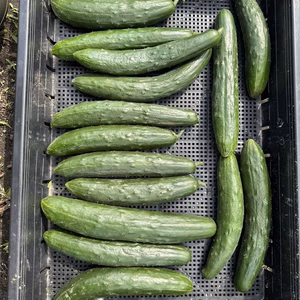 シャキッとみずみずしい！鹿児島のきゅうり