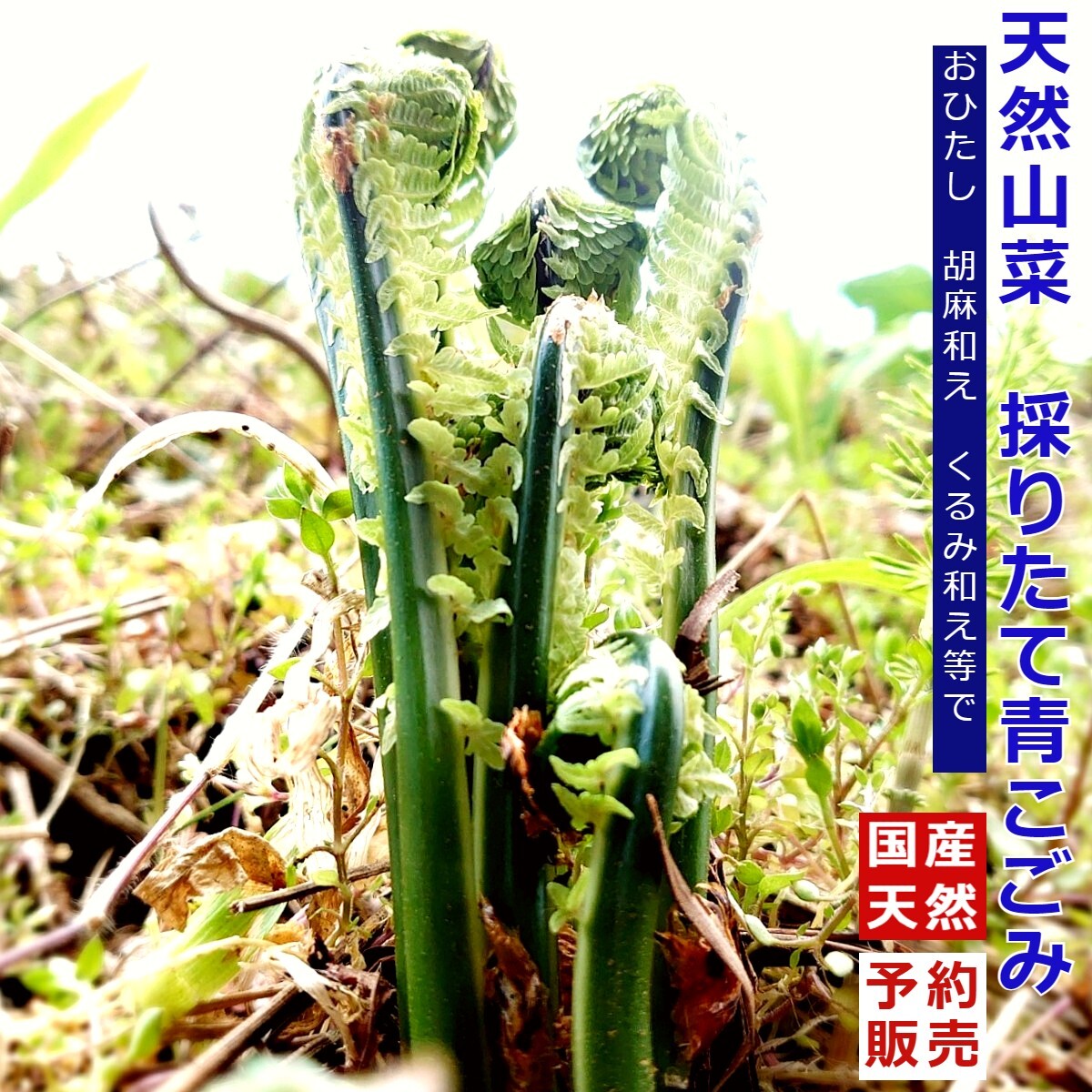 採れたて山菜天然青こごみ おひたし・ごま和え等で《予約受付 