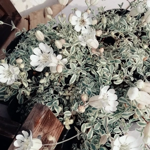 人気の植物★宿根★シレネユニフローラ★白いお花も開花する９センチ苗