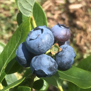 厳選した 完熟ブルーベリー（M級） 1㎏(500gパックｘ２）予約受付中