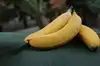 1/28発送予定 3本【幻のバナナ】グロスミッチェル種。無農薬・国産『美バナナ』