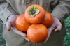大の果物好きが作るこだわりの柿【セット特選】樹上完熟富有柿4kg箱