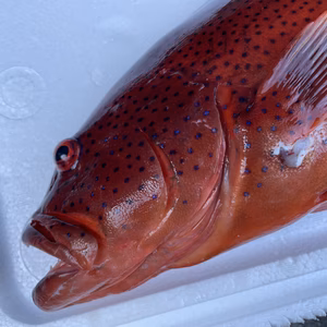 【魚突き】動画あり　スジアラ1.7kg 鱗、内臓処理済