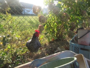 14470578_1079763005464812_1531296717356771029_n