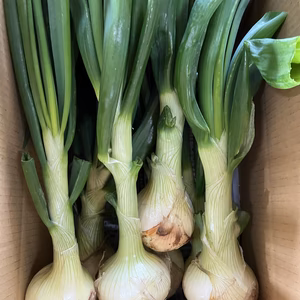 今しか味わえない！葉玉ねぎ★4ｋｇ前後　淡路島から