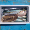 玄界灘の鮮魚セット