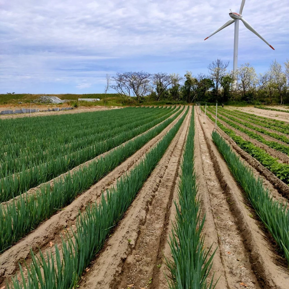 【鳥取県産】白ネギ 3kg LL20本 L30本 M40本 ねぎ ランダム10k