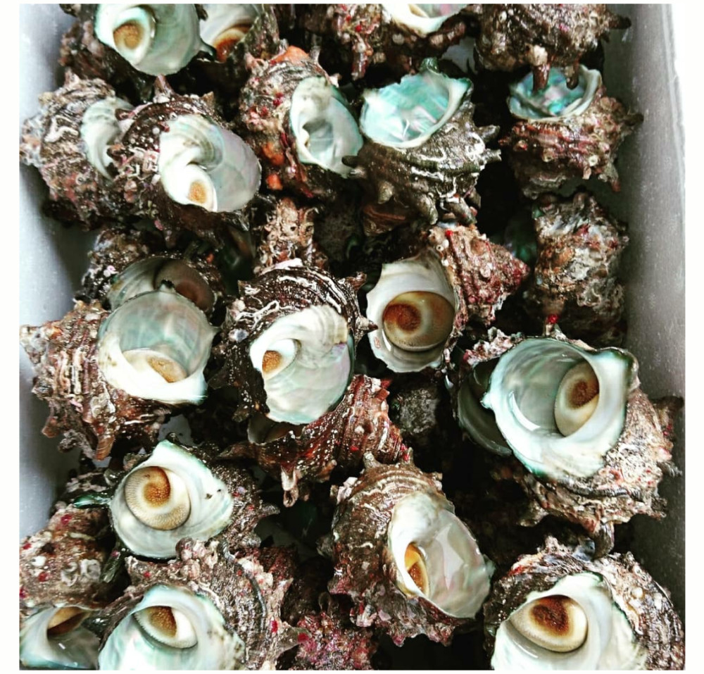 山口県萩産天然サザエ 農家漁師から産地直送の通販 ポケットマルシェ