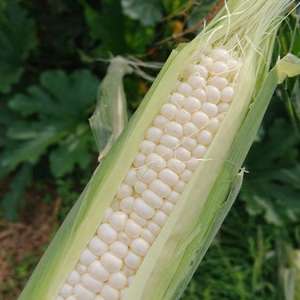 絶対そのまま食べて‼️ 激甘フルーツトウモロコシ✨2種食べ比べ✨セット‼️