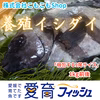 “激レア”　再販は不定期！1度は味わっときたい希少な養殖イシダイ！