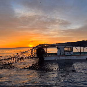 【2025年度 新海苔】【ツゥな海苔好きな方へ】江戸前：走水海苔 焼海苔