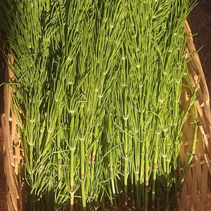 スギナ　（生）300ｇ入り　スギナ茶用にどうぞ　ハーブの王様です【農薬不使用】　