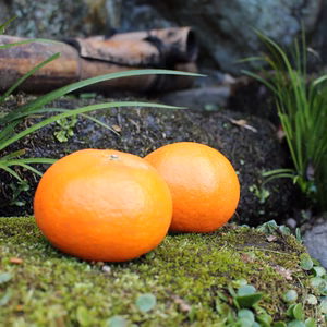 春を呼ぶ贈り物　甘平（かんぺい）