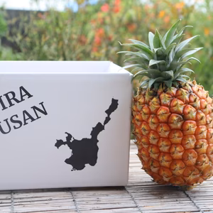 【1日5名限定】　石垣島産　ゴールドバレル　パイナップル　1玉  1.2〜1.5